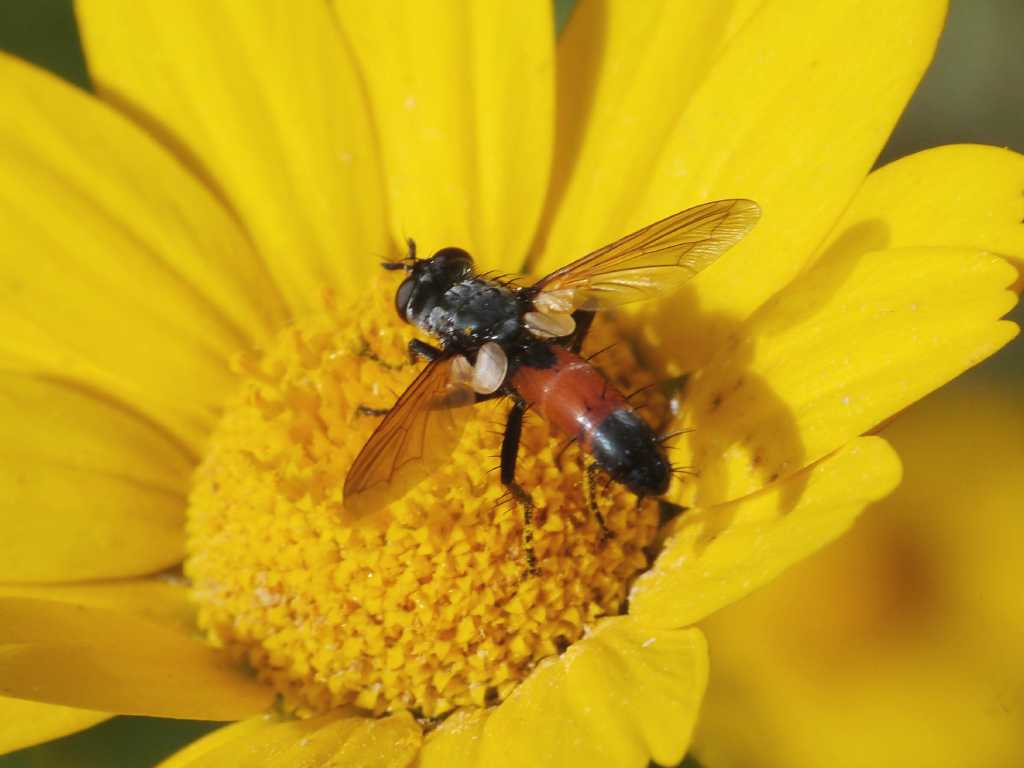 Cylindromyia sp.